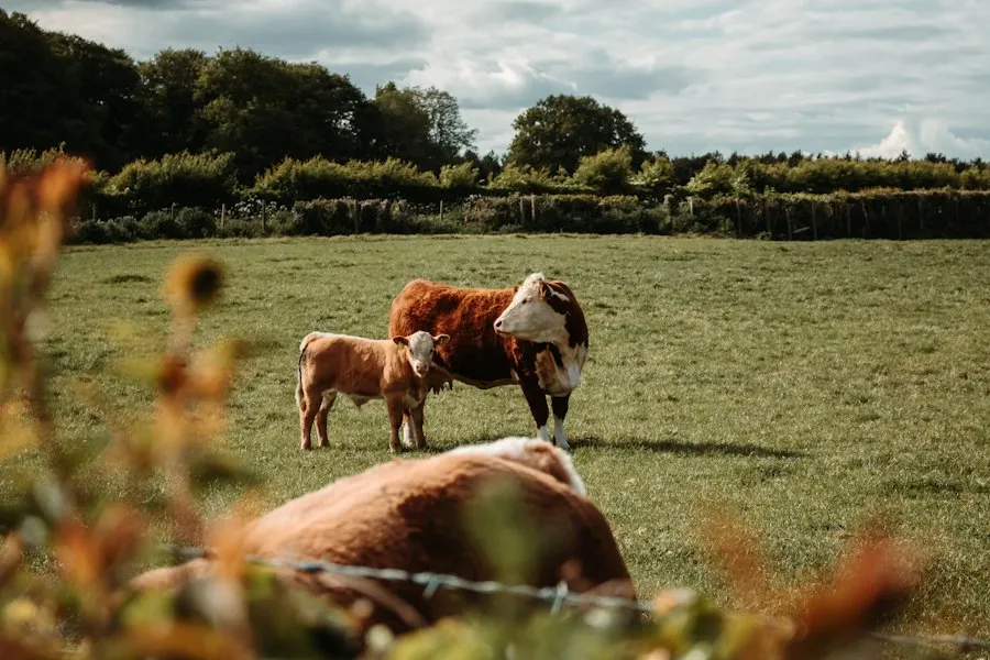 common livestock farming mistakes