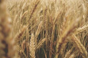 Photo cereal crops research analysis recommendations