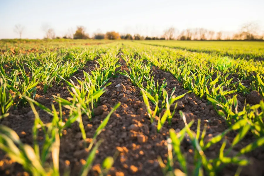 soil fertilization mistakes