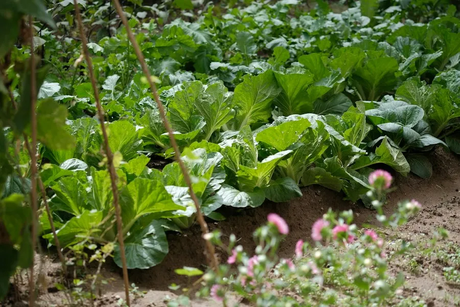 Photo common vegetable gardening mistakes