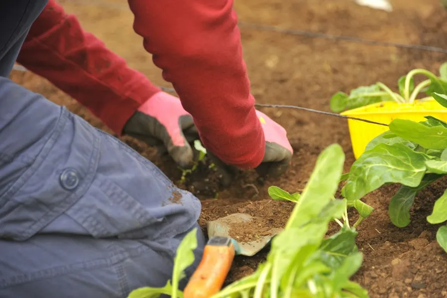 common vegetable gardening mistakes