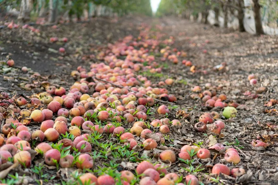 Photo common fruit farming mistakes