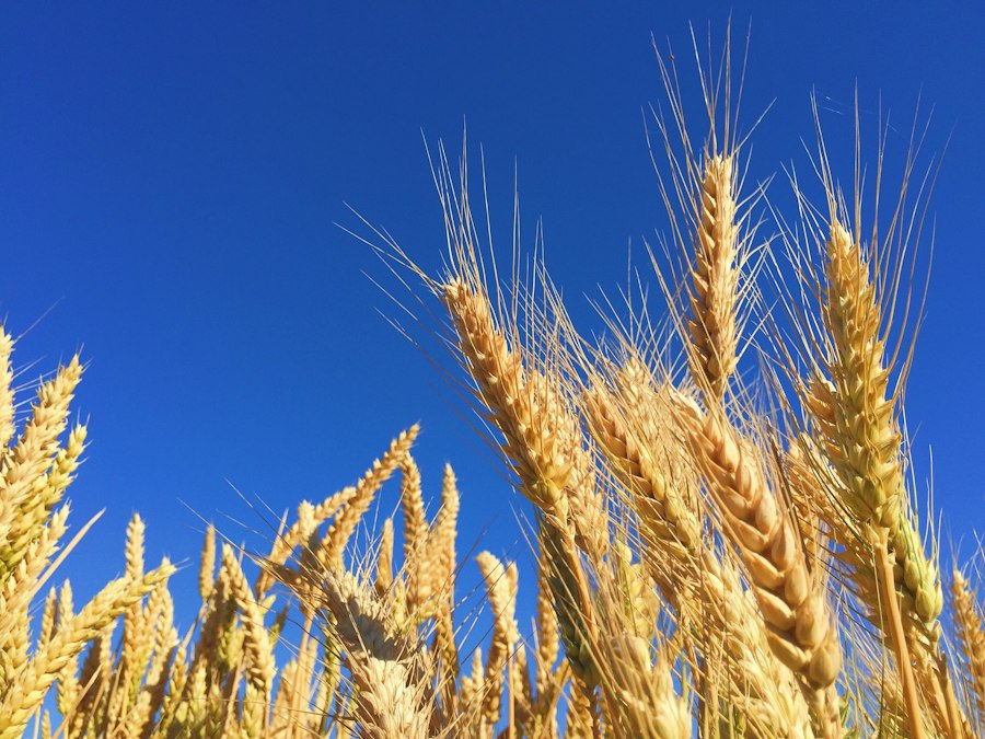 Photo cereal crops research analysis recommendations