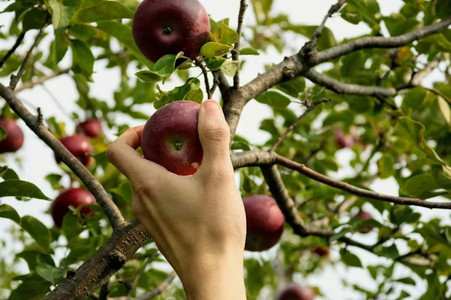 common fruit farming mistakes