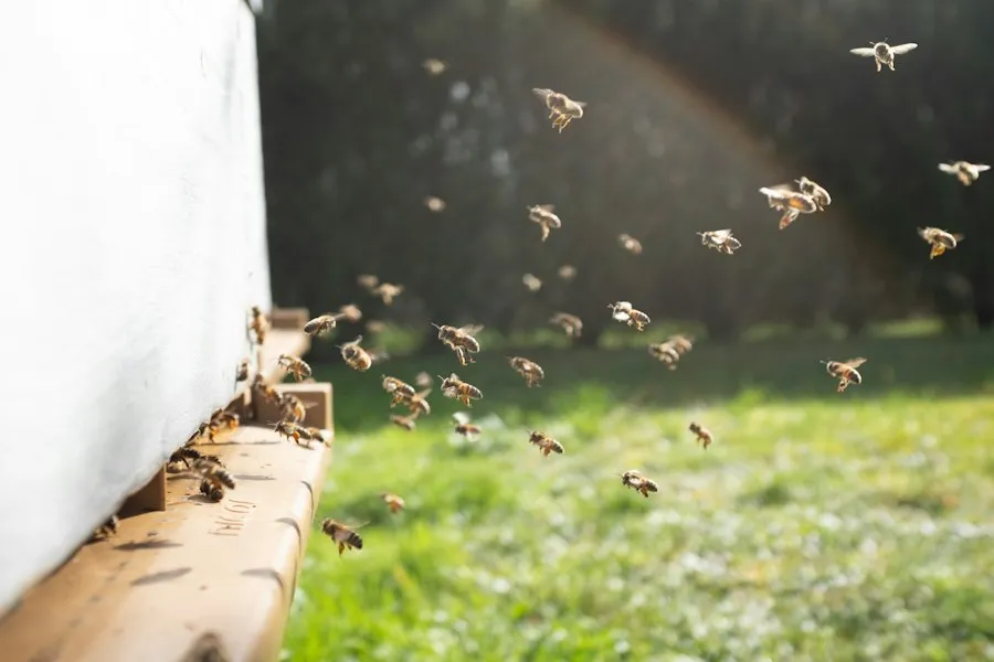Photo beekeeping common mistakes