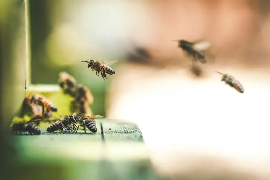 beekeeping common mistakes