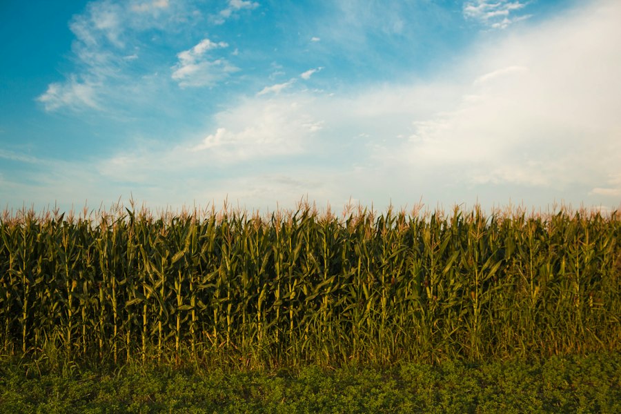 cereal crops research analysis recommendations